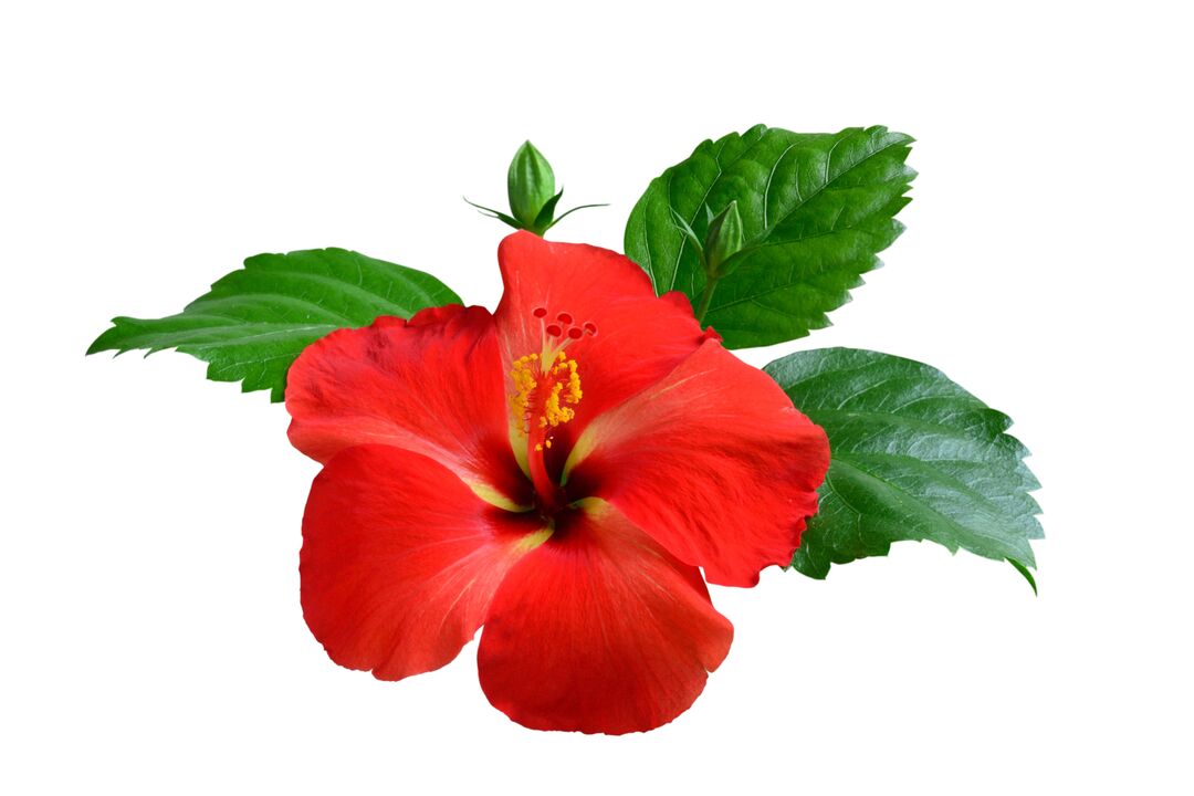 Hibiscus flower as part of cardiform capsules