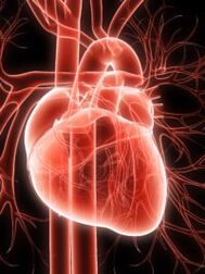 Vascular cardio system and hypertension